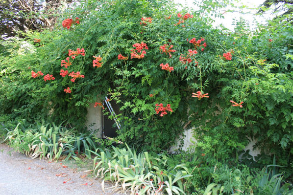 Arrivée à la Maison des Invités par le Chemin des Pommiers