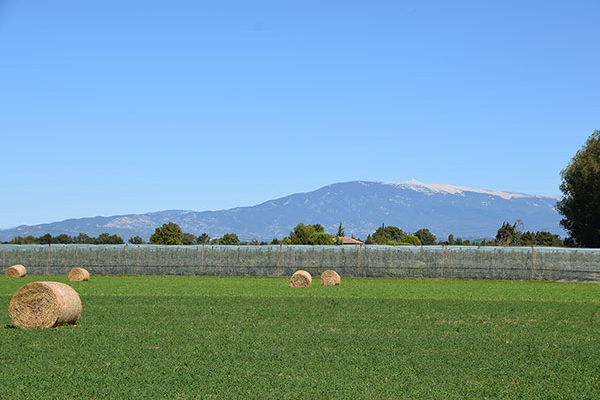 Vue sur le Mont-Ventoux