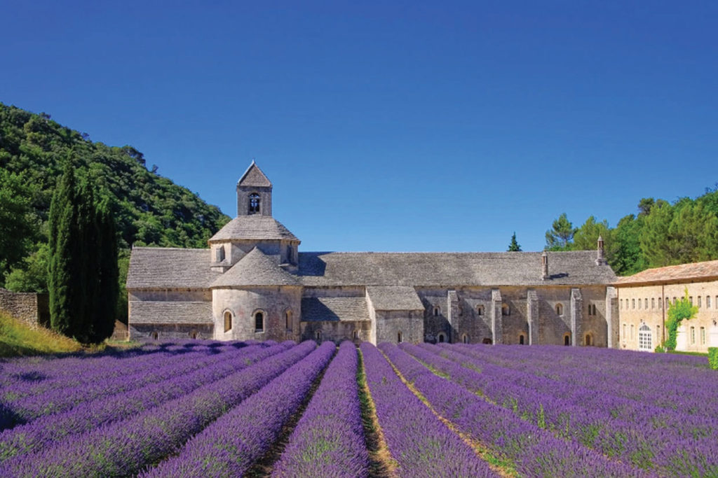 Champ de Lavandes à l'Abbaye de Sénanque