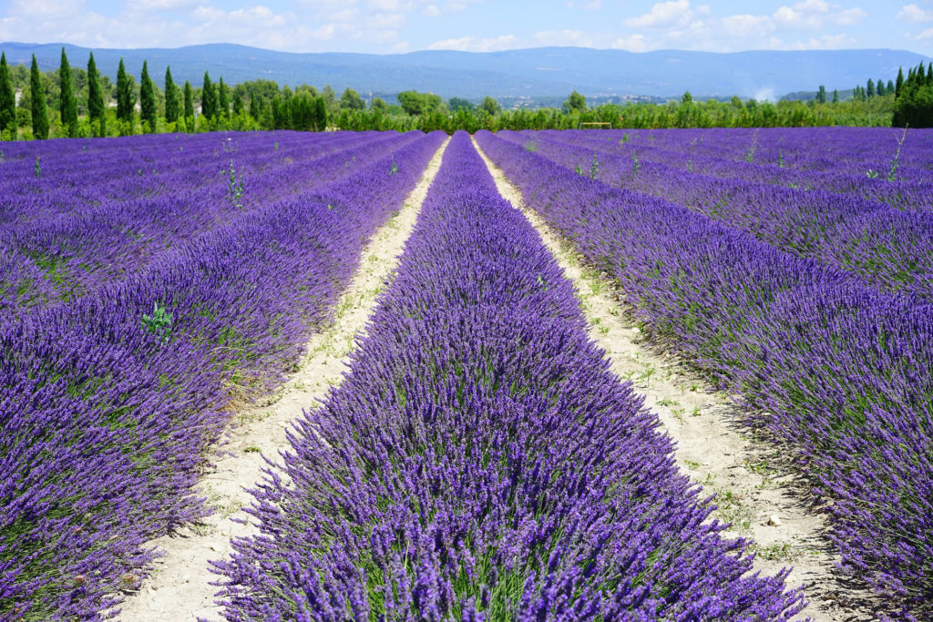 Champ de Lavandes